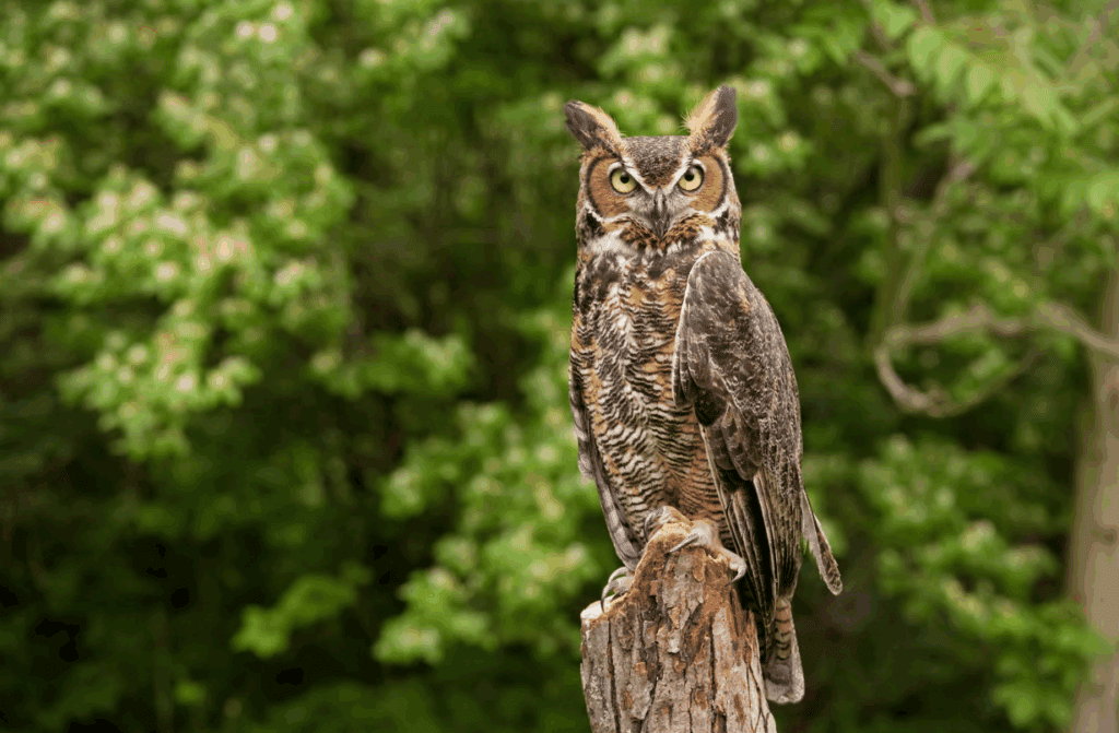 Great horned owl perched on a branch.